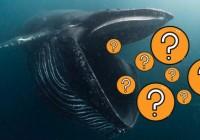 市场“打折季”，巨鲸囤了些啥