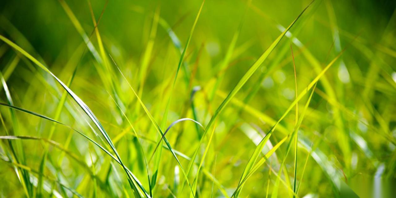 部落冲突绿色草丛的使用技巧是什么