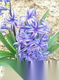 我的花园世界风信子怎么样