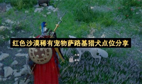 红色沙漠稀有宠物萨路基猎犬点位分享