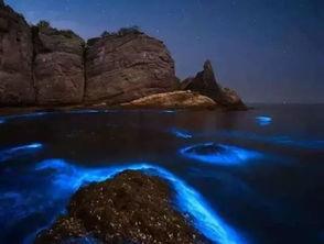 浮游植物在海洋生态系统中属于什么